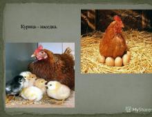 Poultry - presentation