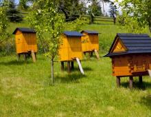 Breeding bees for beginners: your own apiary from scratch Income and expenses
