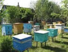 Ieteikumi biškopības biznesa veidošanai un peļņas aprēķināšanai