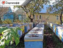 Beekeeping as a business - a business plan for breeding bees Is bee business profitable