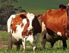 Kannattaako lehmän ostaminen?