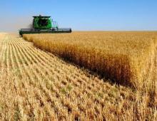 Podnikatelský plán pro pěstování pšenice: Naučte se pracovat pro sebe