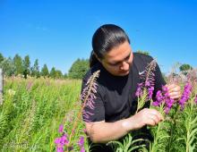 Business plan for the production of fireweed tea Production of fireweed tea as a business