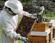 Suosituksia mehiläishoitoyrityksen aloittamiseen ja tuloslaskelmaan